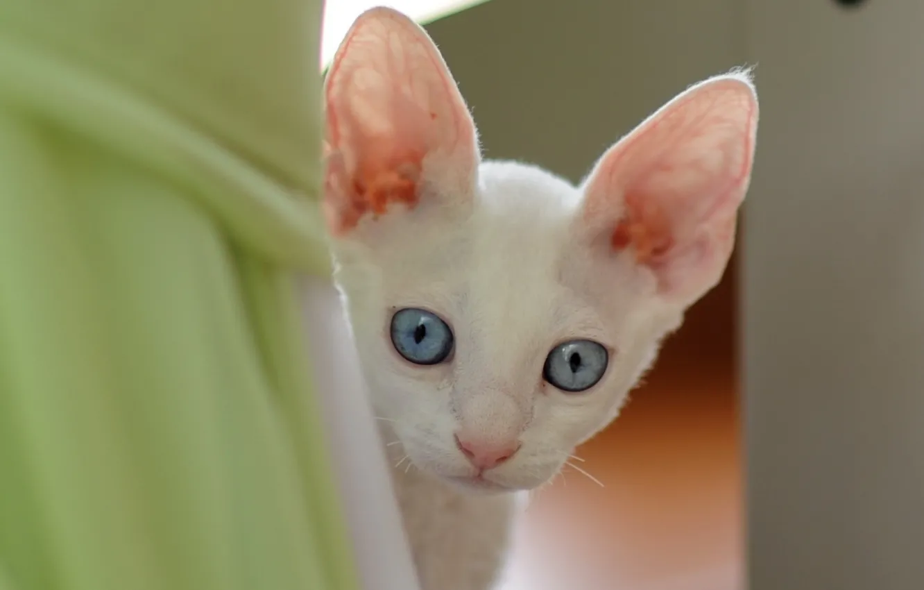 Photo wallpaper eyes, cat, each