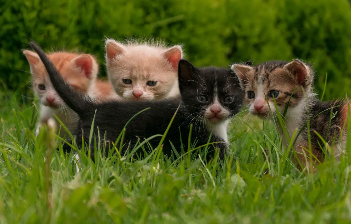 Photo wallpaper grass, kittens, kids