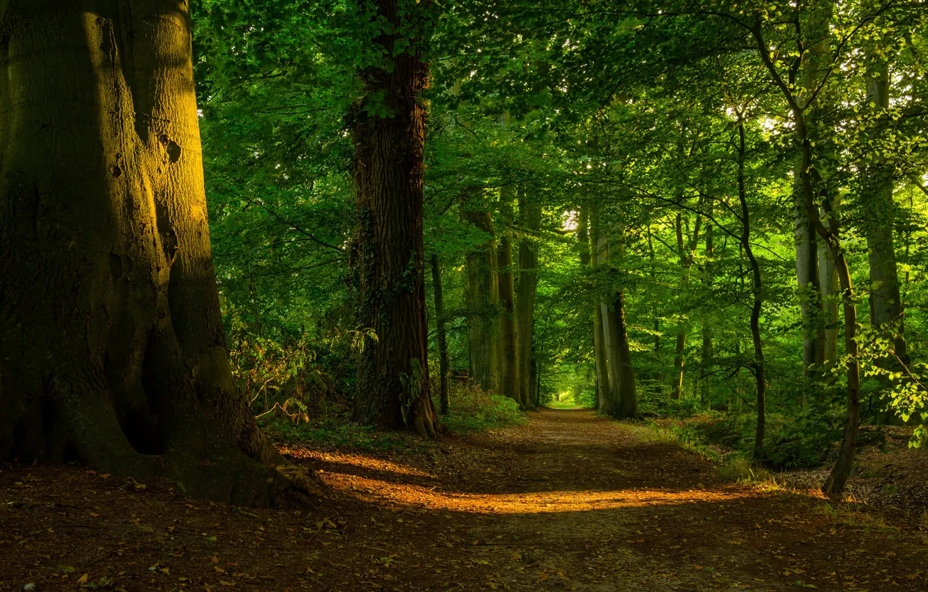 Photo wallpaper forest, the sun, light, trees, foliage, path