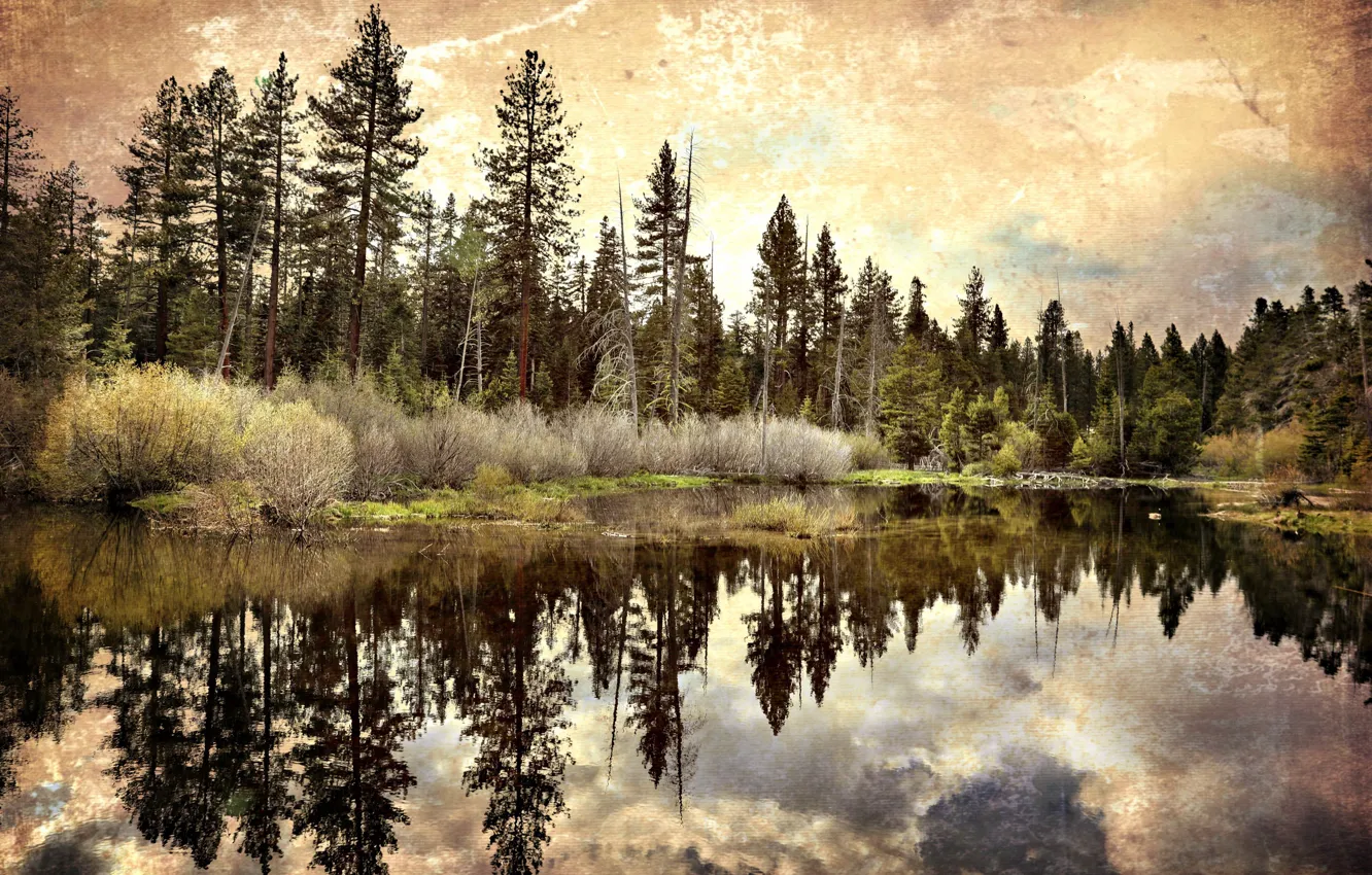 Photo wallpaper forest, nature, lake