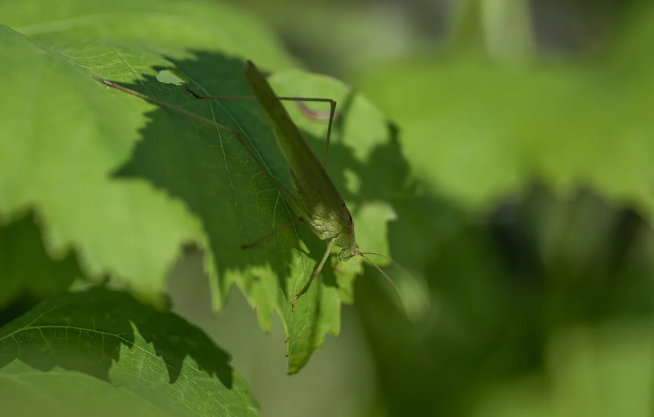 Photo wallpaper macro, leaf, grasshopper, sitting, locust