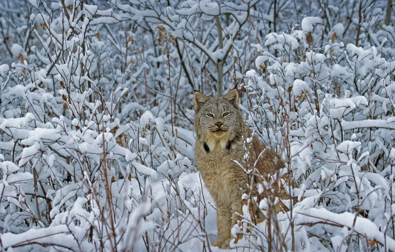 Photo wallpaper cat, winter, Montana, USA, Canadian lynx
