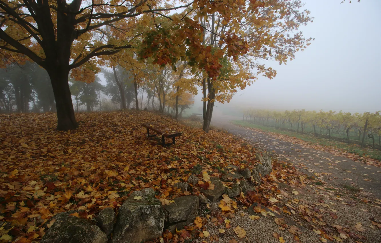 Photo wallpaper Fog, Autumn, Fall, Foliage, Track, Autumn, November, Fog