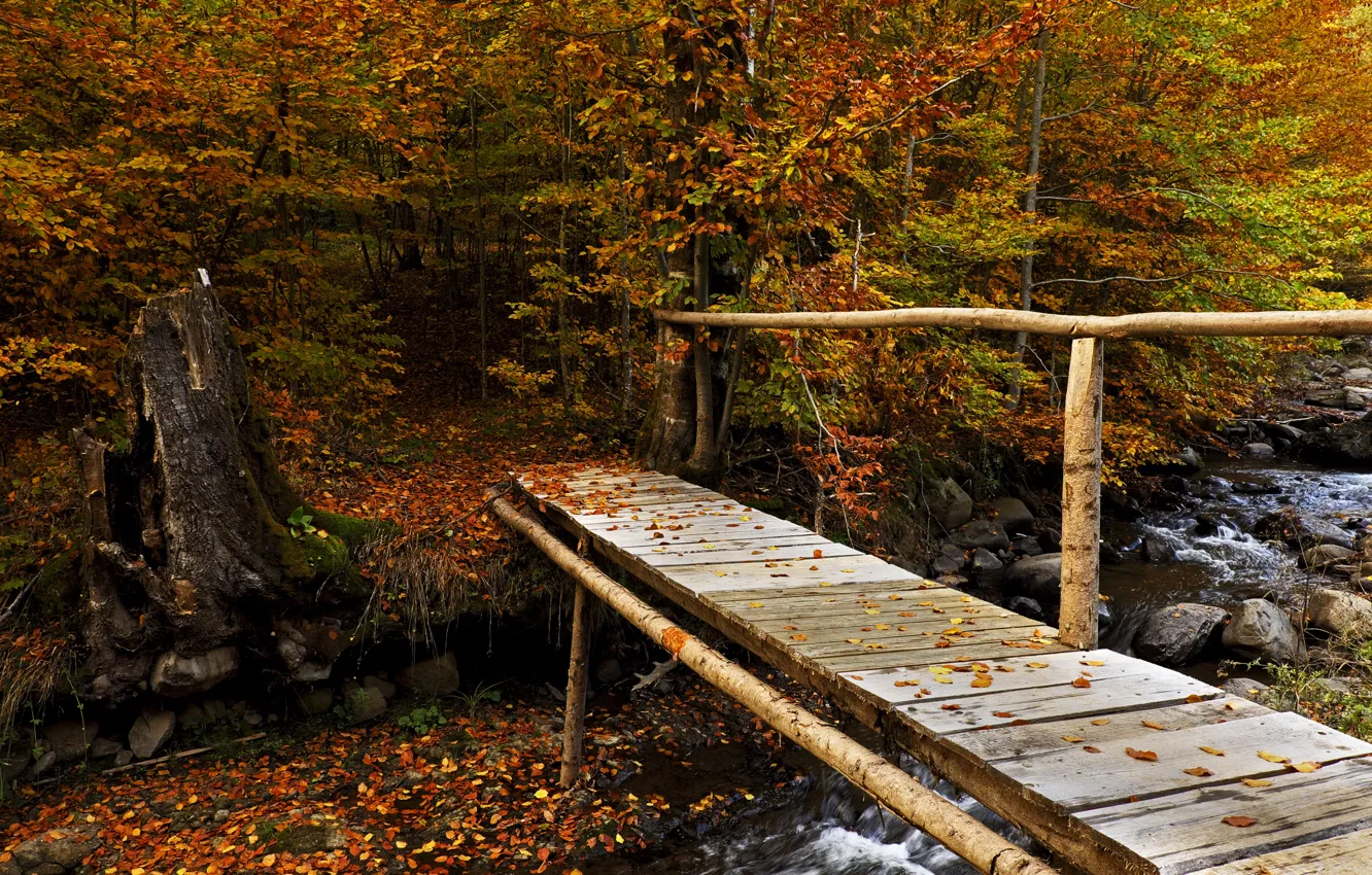 Photo wallpaper autumn, forest, leaves, trees, stream, stones, yellow, the bridge