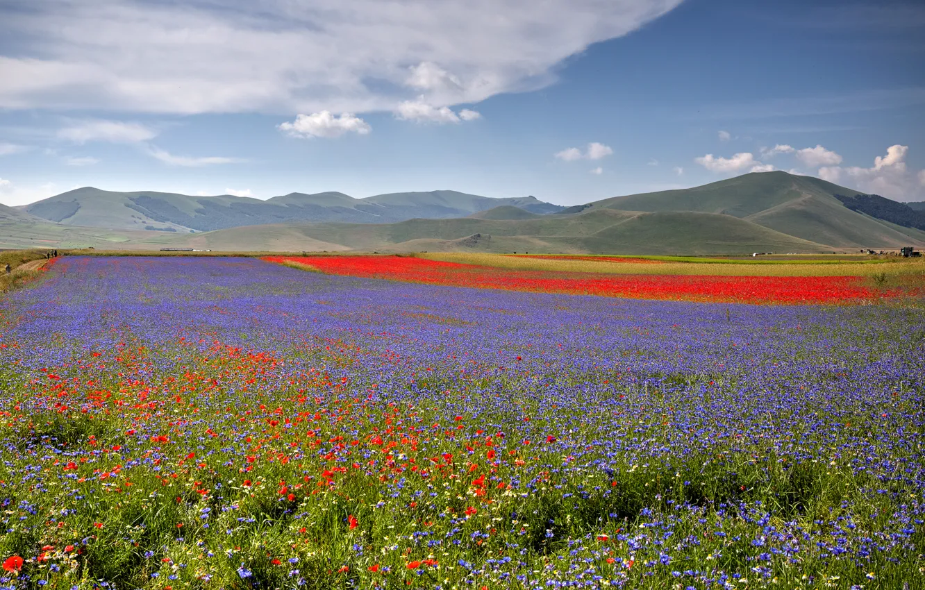 Photo wallpaper field, flowers, hills, Maki