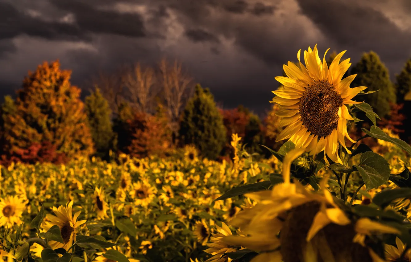 Photo wallpaper field, summer, light, trees, sunflowers, flowers, yellow, clouds