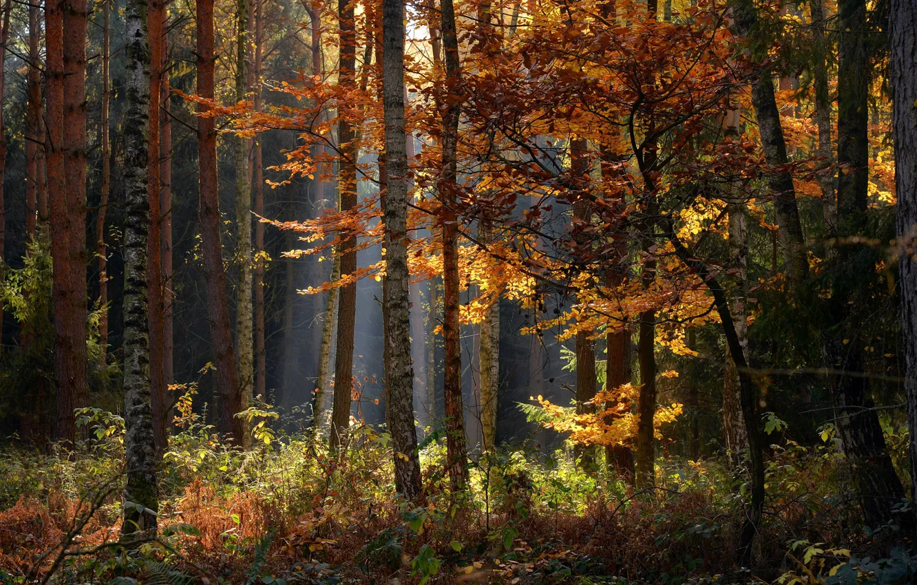 Photo wallpaper autumn, forest, trees, landscape, nature, shoots, Radoslaw Dranikowski