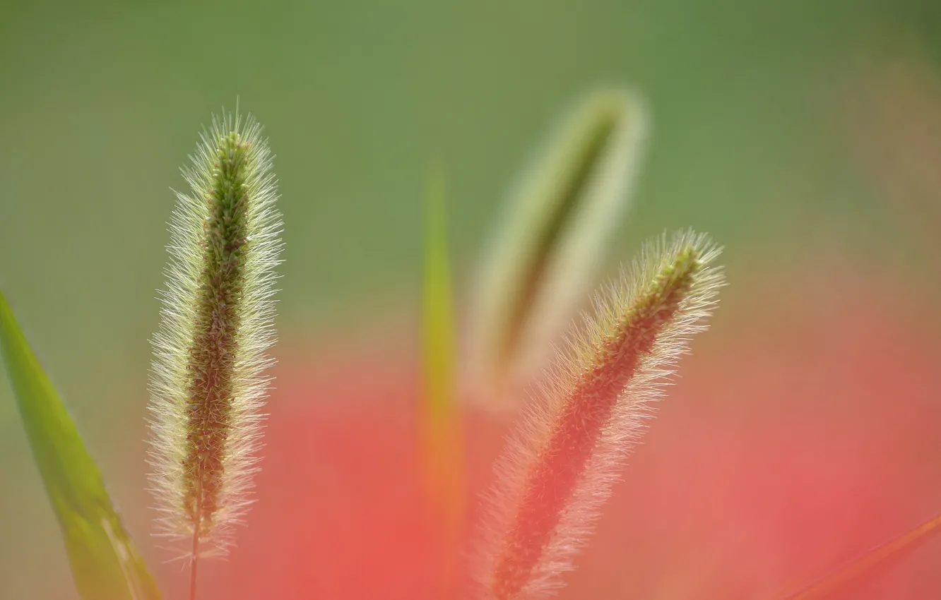 Photo wallpaper grass, light, nature, plant