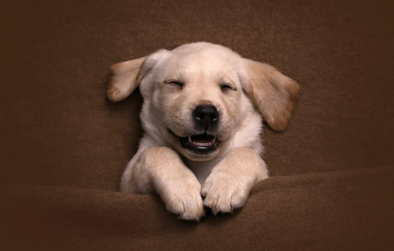 Photo wallpaper smile, mood, legs, puppy, face, doggie