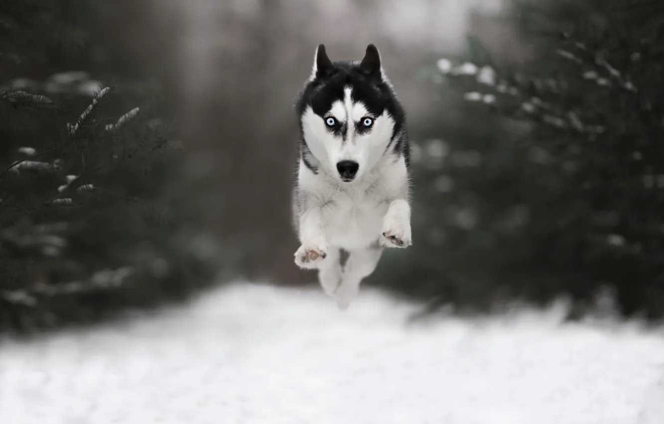 Photo wallpaper winter, forest, look, face, snow, nature, jump, dog