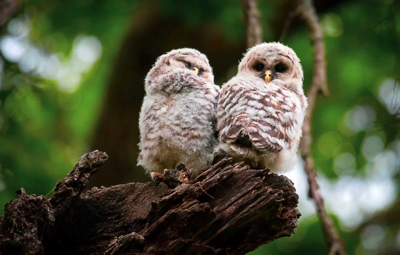 Photo wallpaper owl, bird, Chicks, owlet, two owl