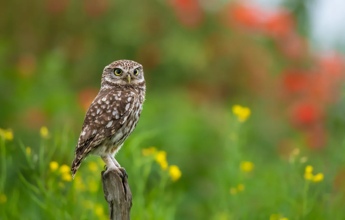 Photo wallpaper bokeh, owl, bird, nature
