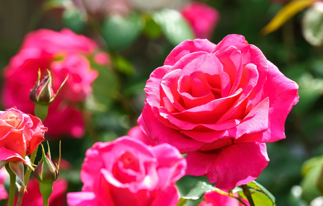 Photo wallpaper flowers, bright, roses, garden, pink, bokeh