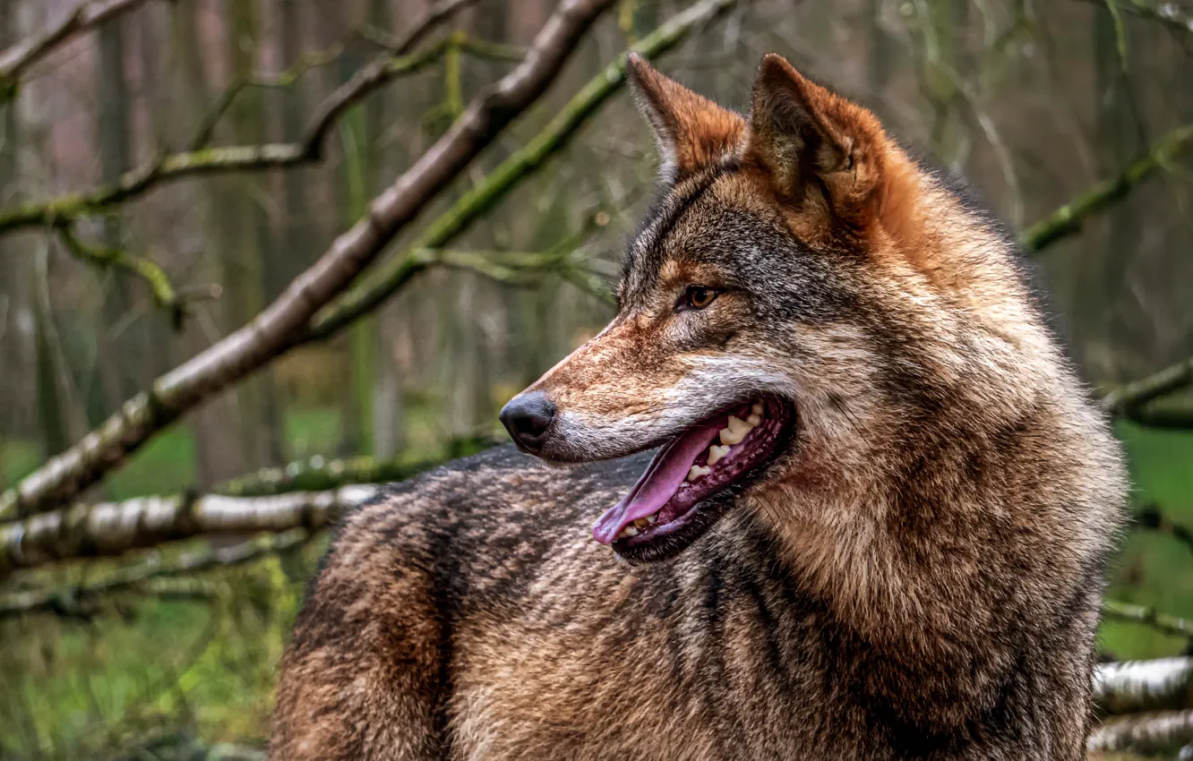 Photo wallpaper Predator, animal, wolf