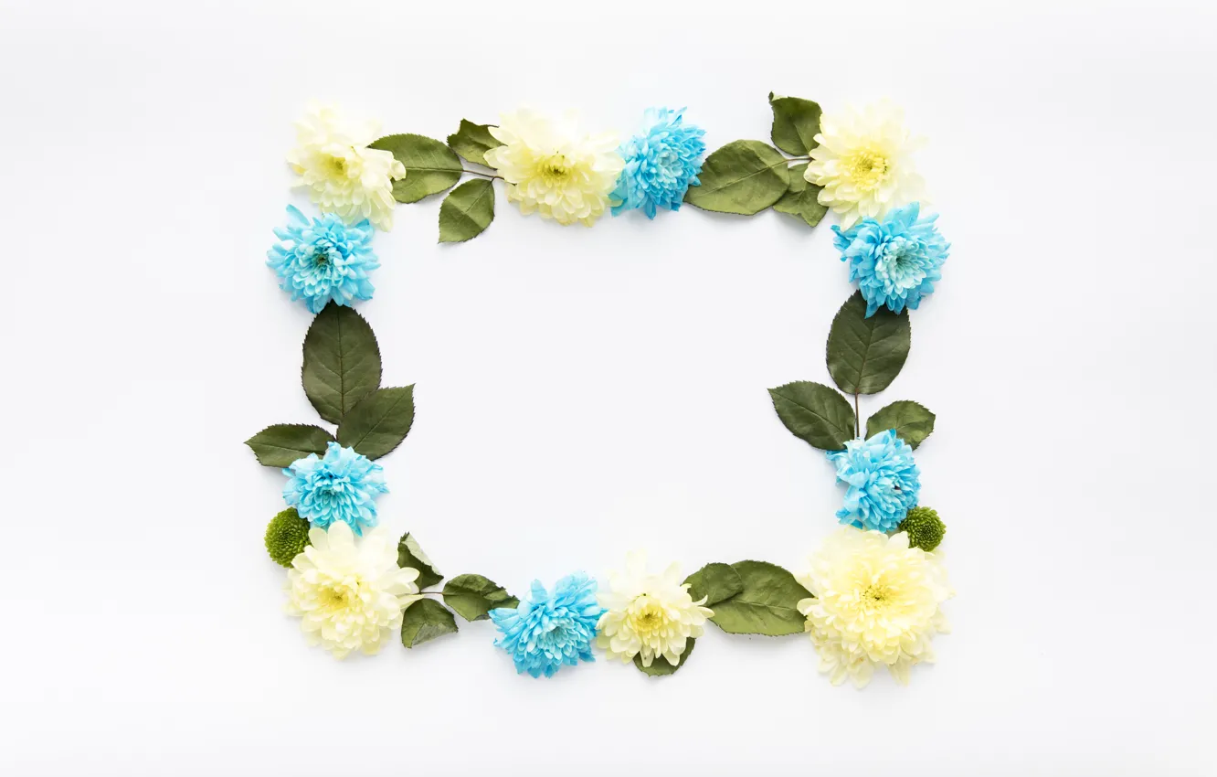 Photo wallpaper yellow, frame, leaves, white background, asters, decor, Asters, blue