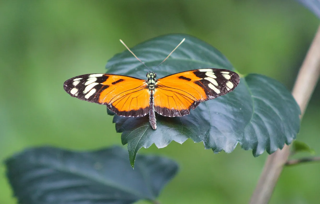 Photo wallpaper leaves, microsemi, butterfly, wings, insect, beautiful, closeup