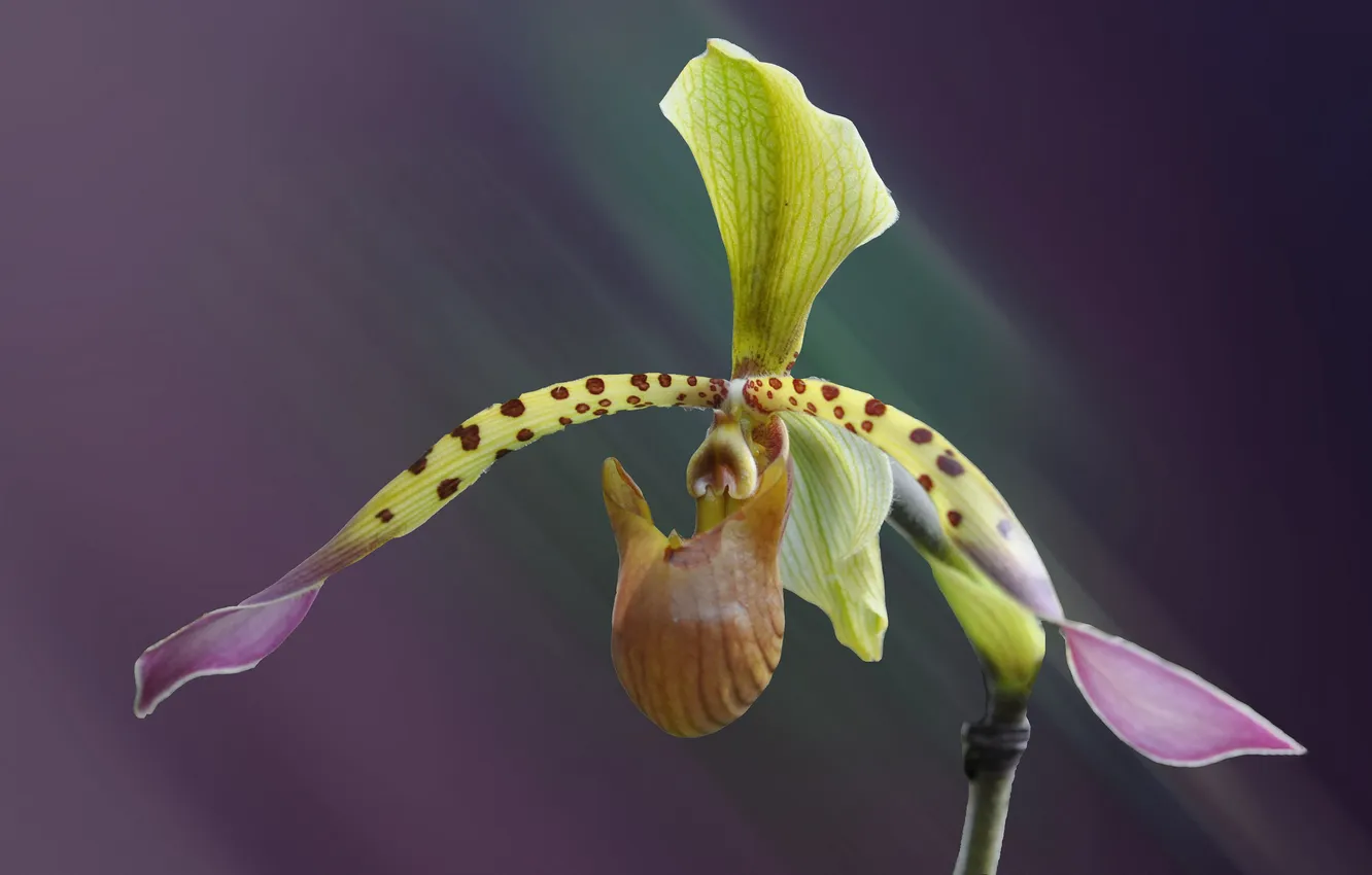 Photo wallpaper flowers, petals, exotic