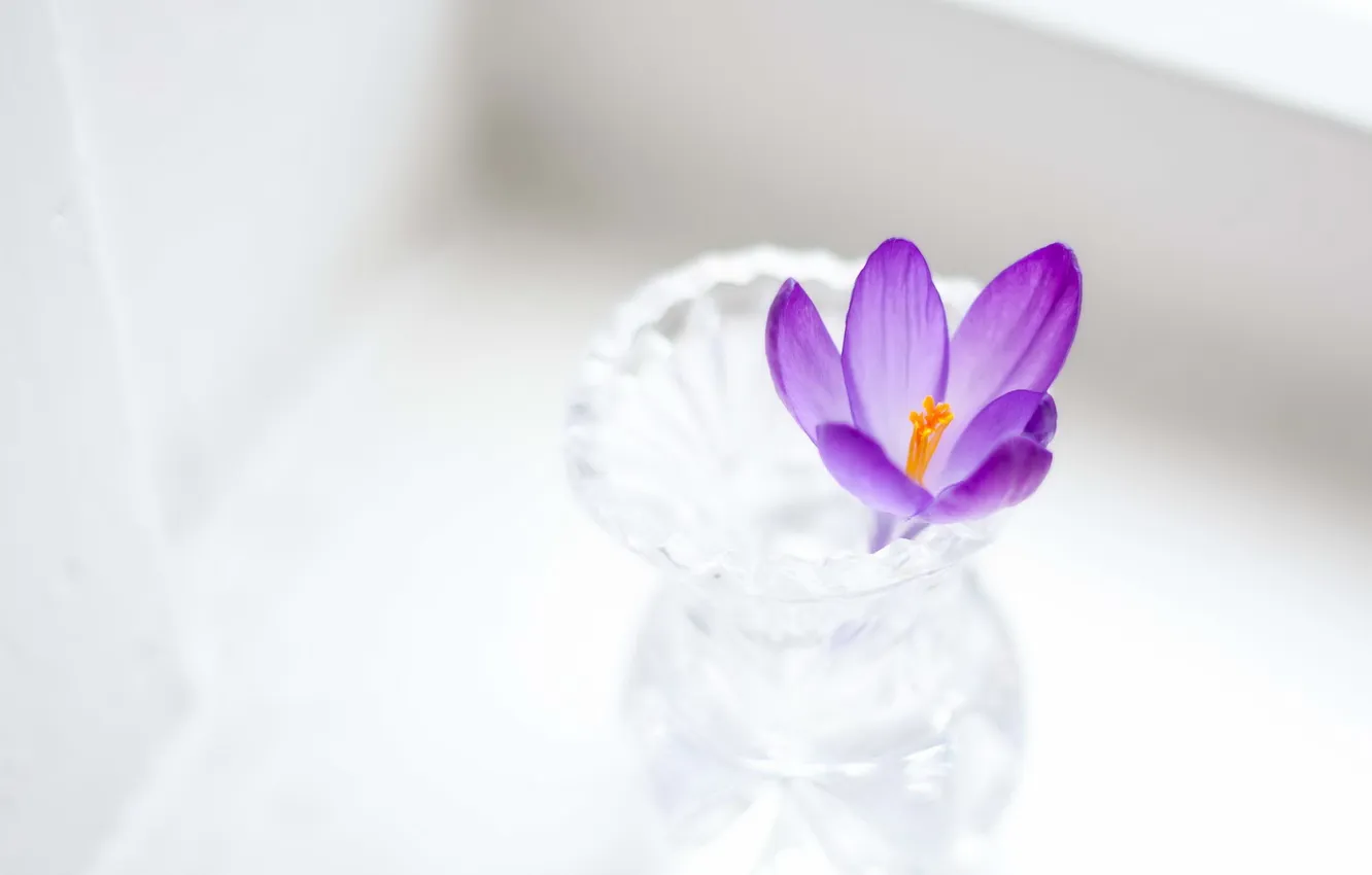 Photo wallpaper macro, flowers, background