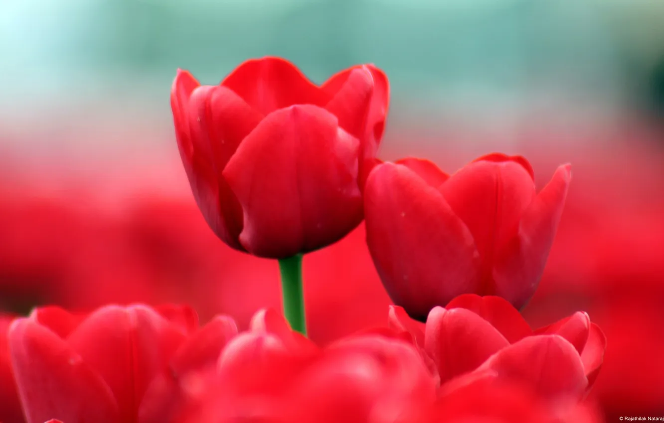 Photo wallpaper flowers, red, tulips
