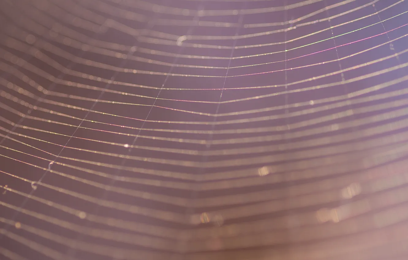 Photo wallpaper macro, photo, web, spider, thread, full hd, background 2560x1440 pictures