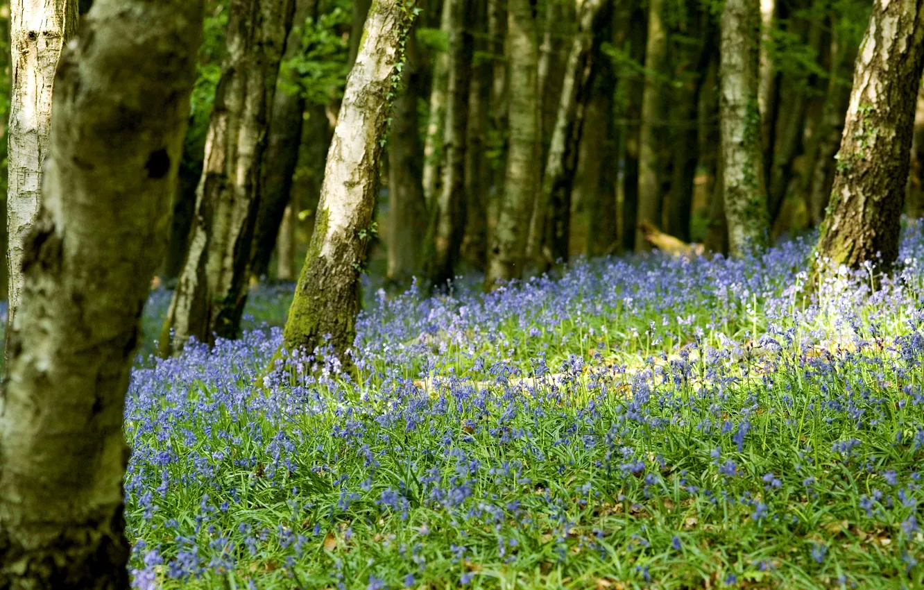 Photo wallpaper forest, trees, flowers, bells