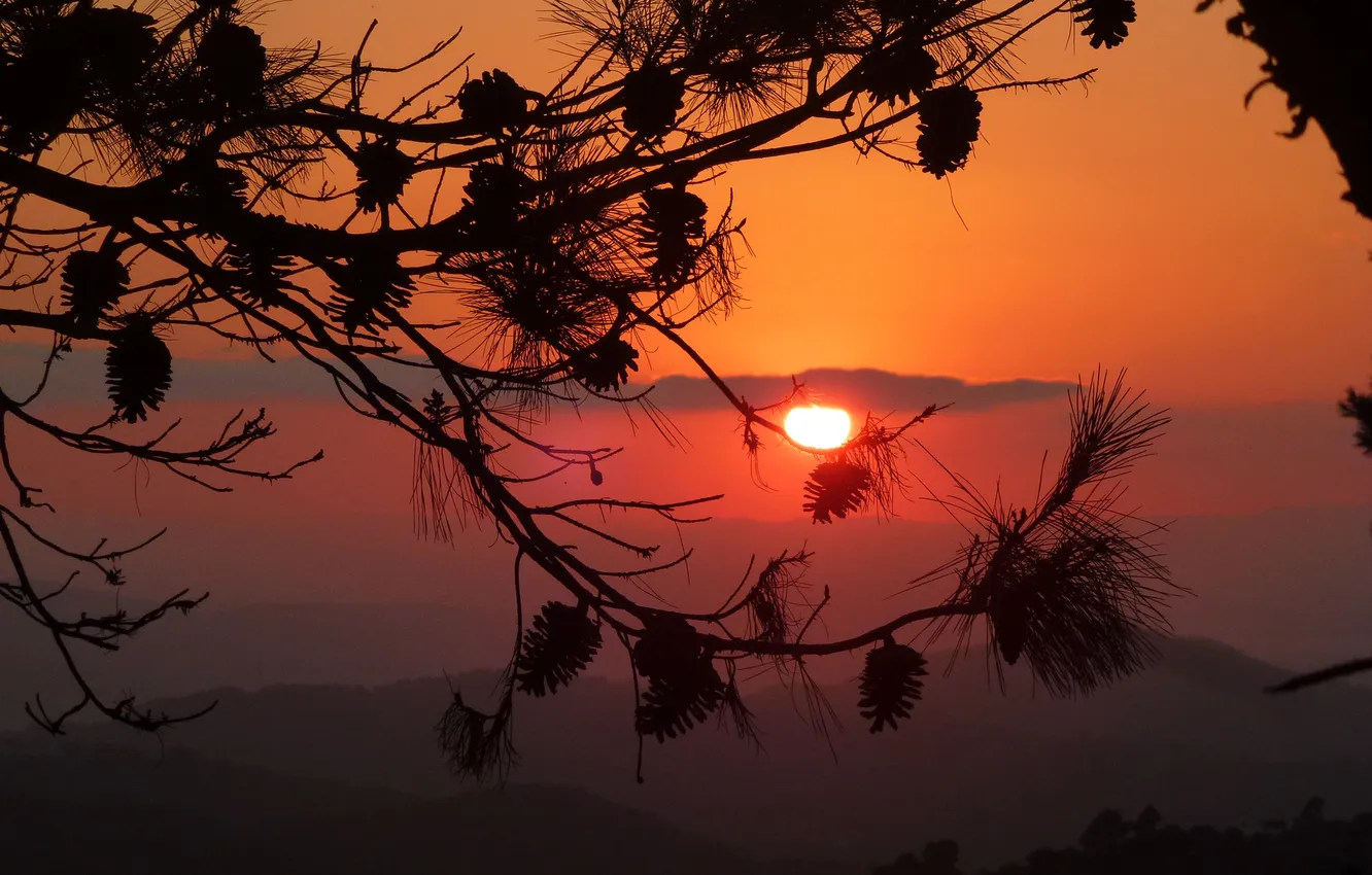 Photo wallpaper trees, branches, nature, the sky. sunset