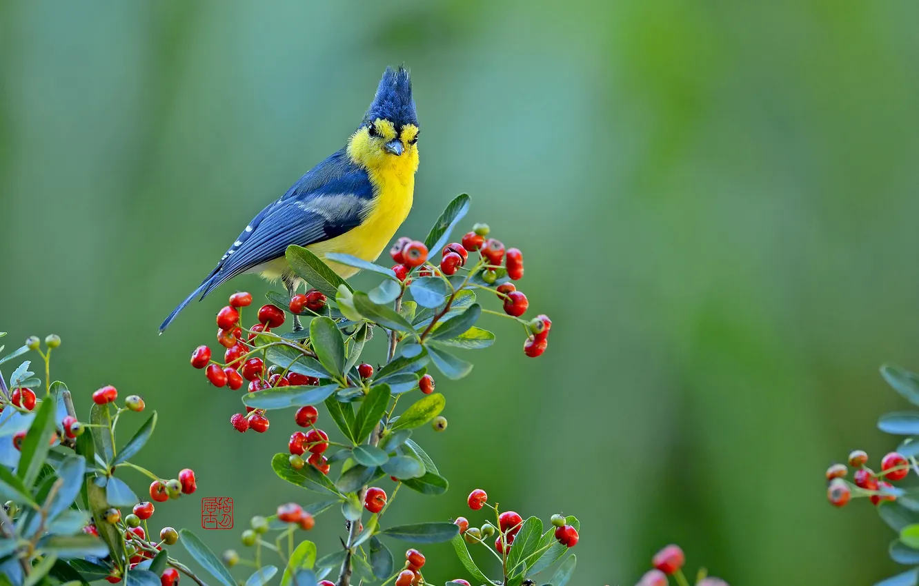 Photo wallpaper berries, bird, The Taiwan tit