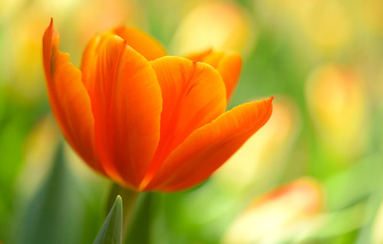 Photo wallpaper macro, nature, petals, tulips
