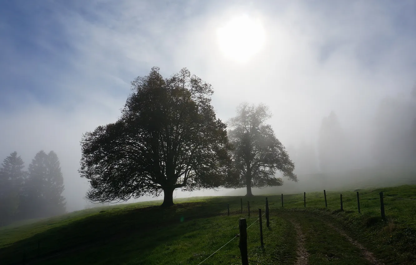 Photo wallpaper light, landscape, fog, morning