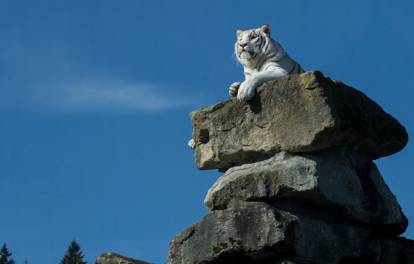 Photo wallpaper tiger, stones, white tiger, the throne, look away, sitting high