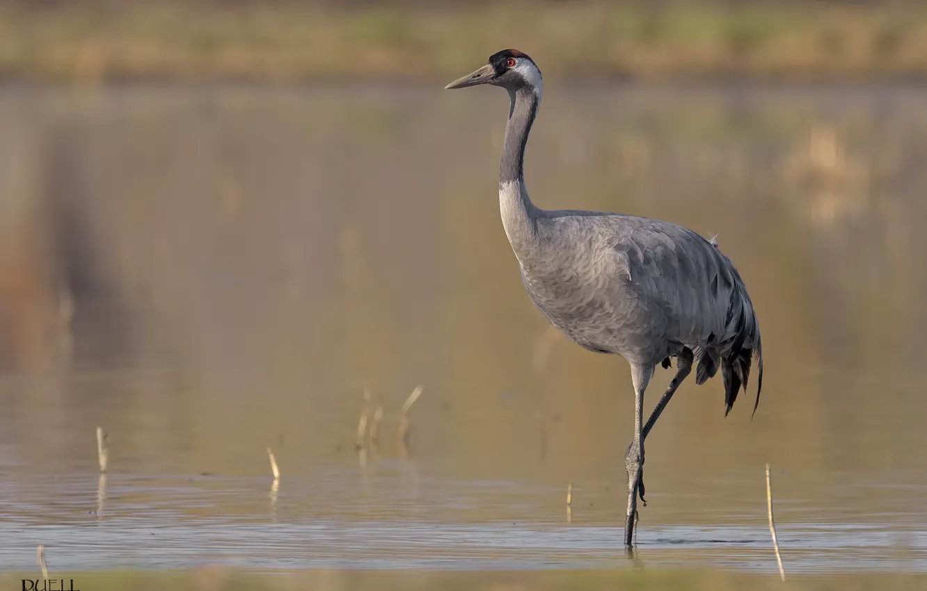 Photo wallpaper nature, bird, cranes, DUELL ©