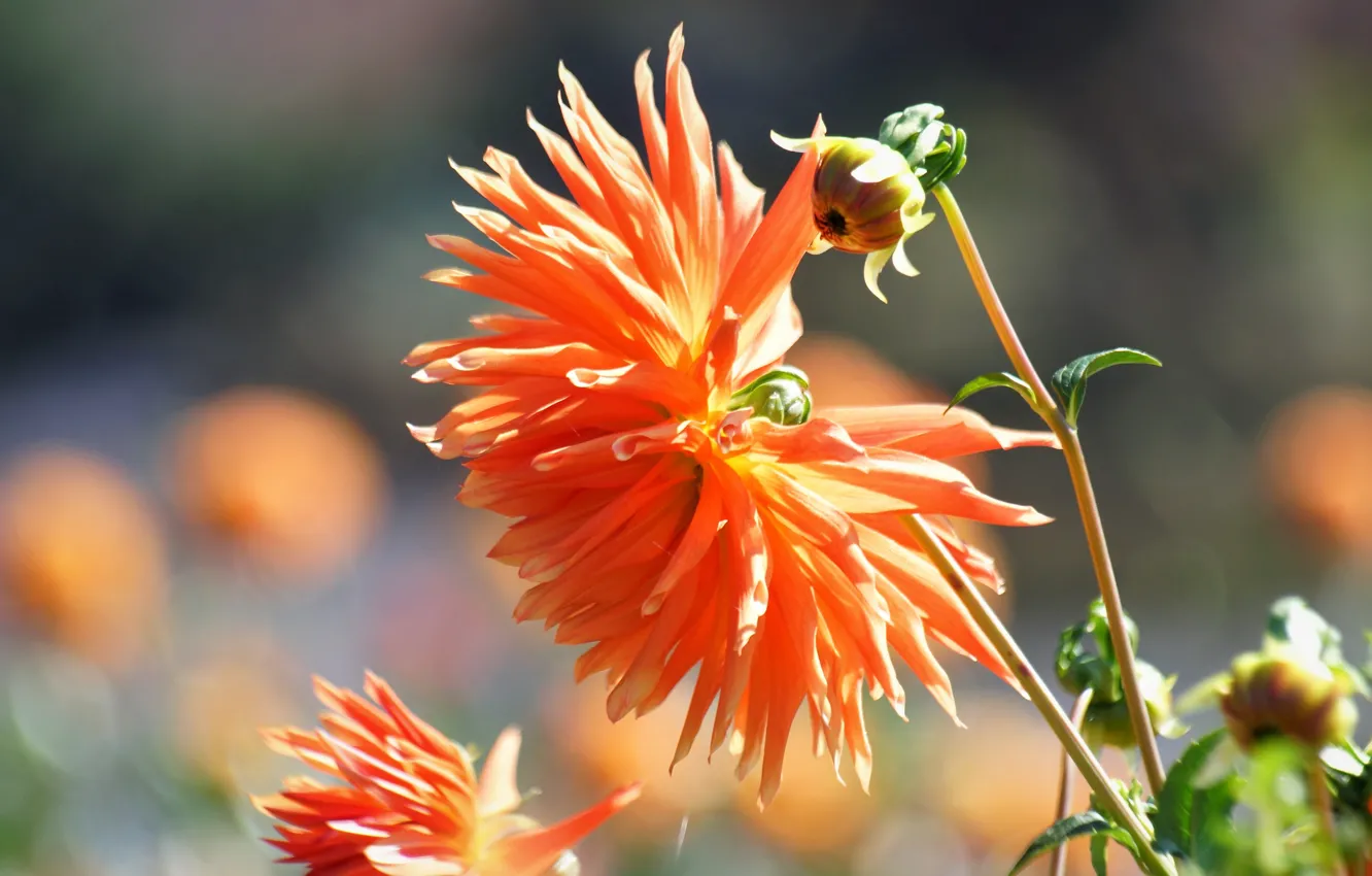 Photo wallpaper light, flowers, orange, buds, bokeh, dahlias