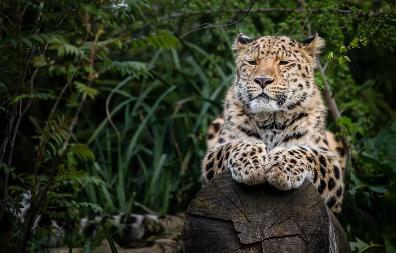 Photo wallpaper predator, paws, leopard, log