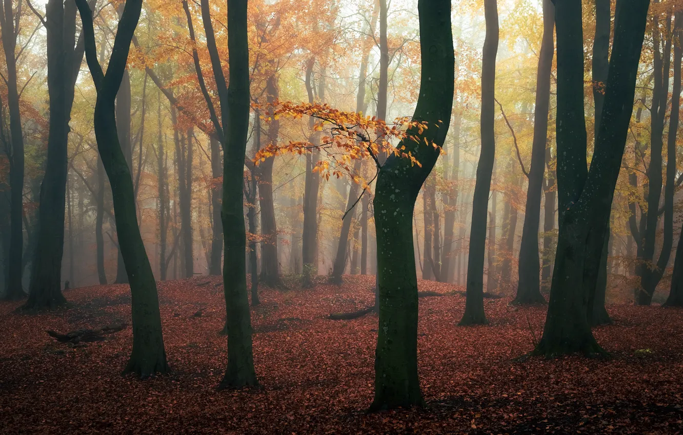 Wallpaper autumn, forest, trees, branches, nature, fog, trunks, foliage ...