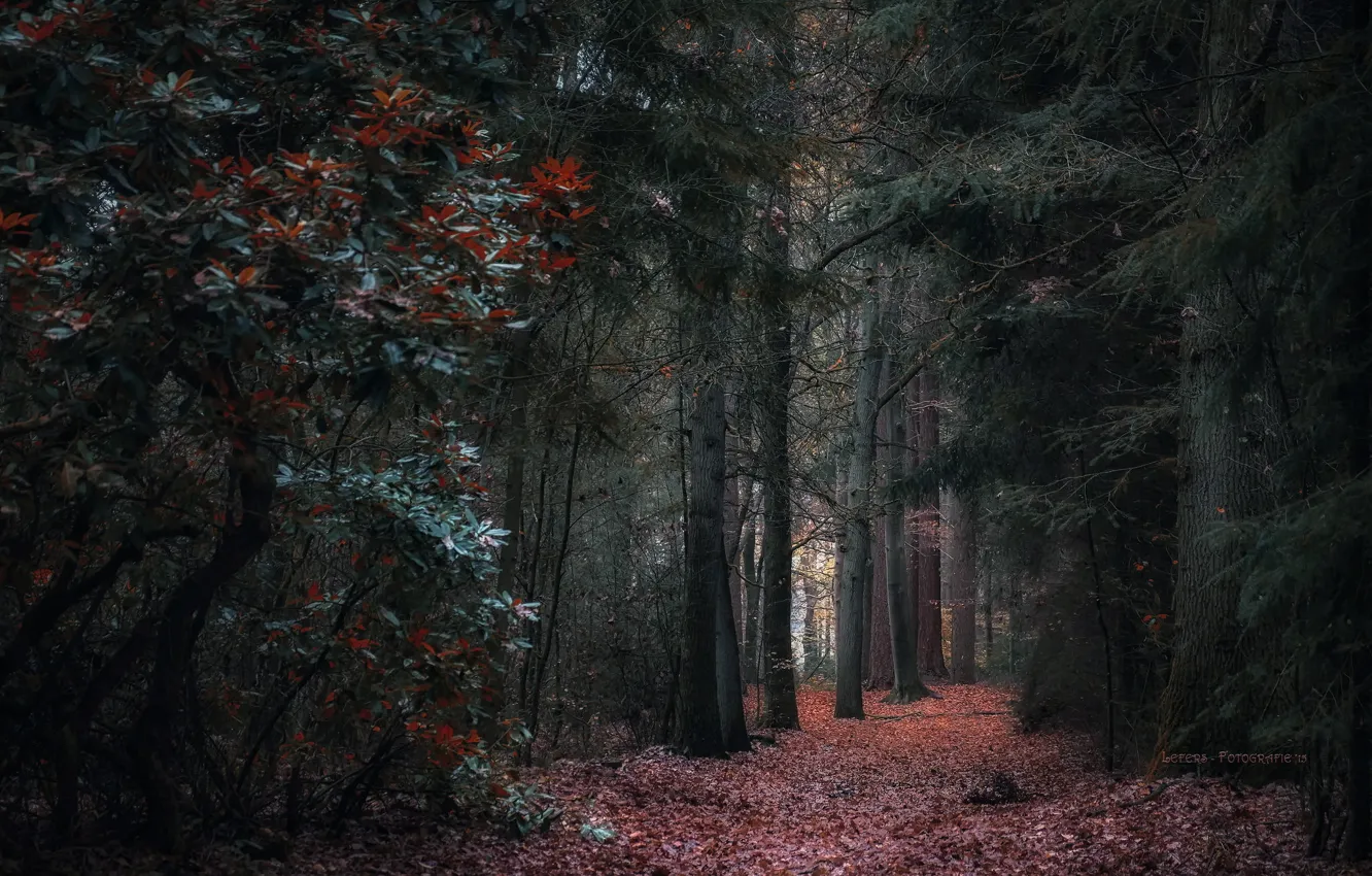 Photo wallpaper autumn, forest, nature