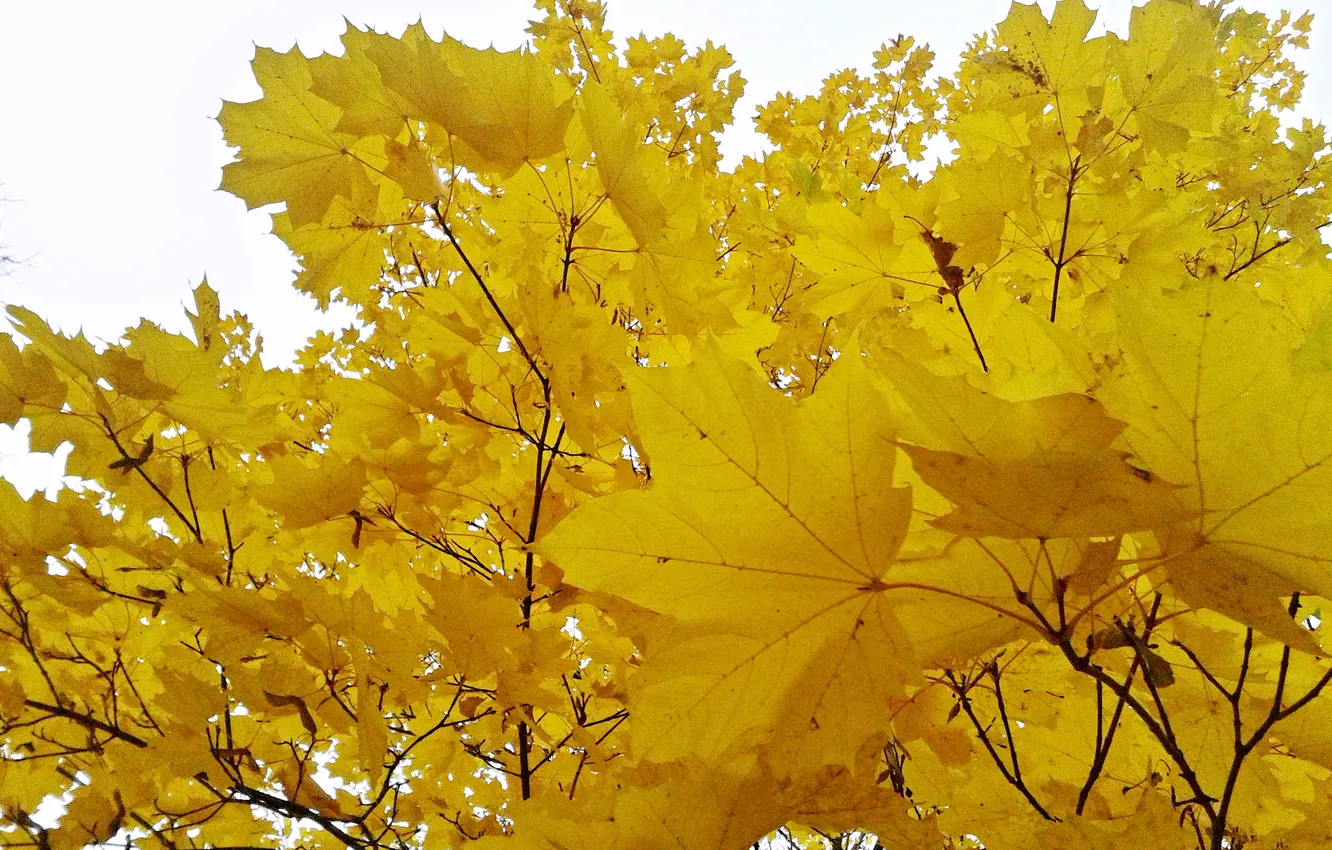 Photo wallpaper autumn, maple, October 2024