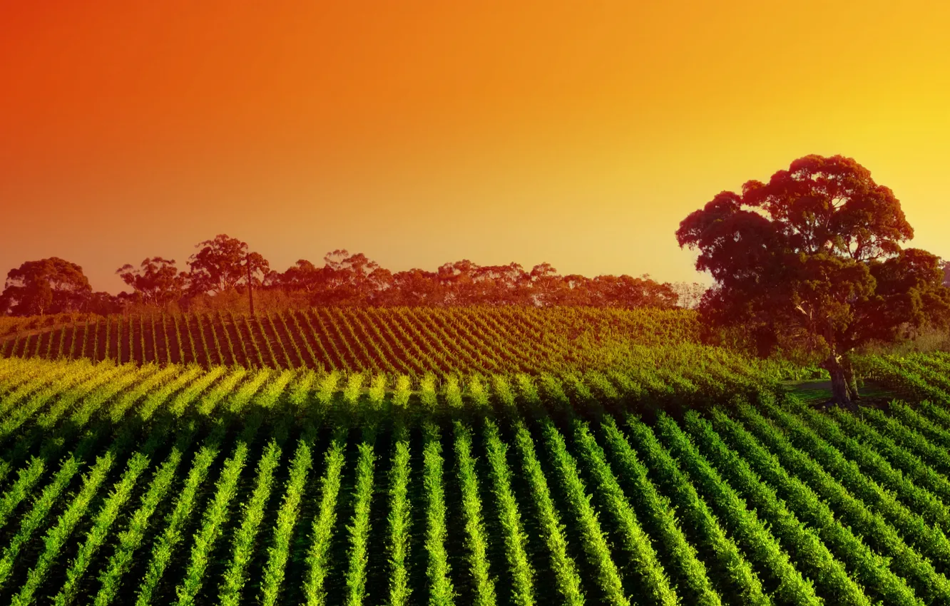 Photo wallpaper greens, field, landscape, nature, plant