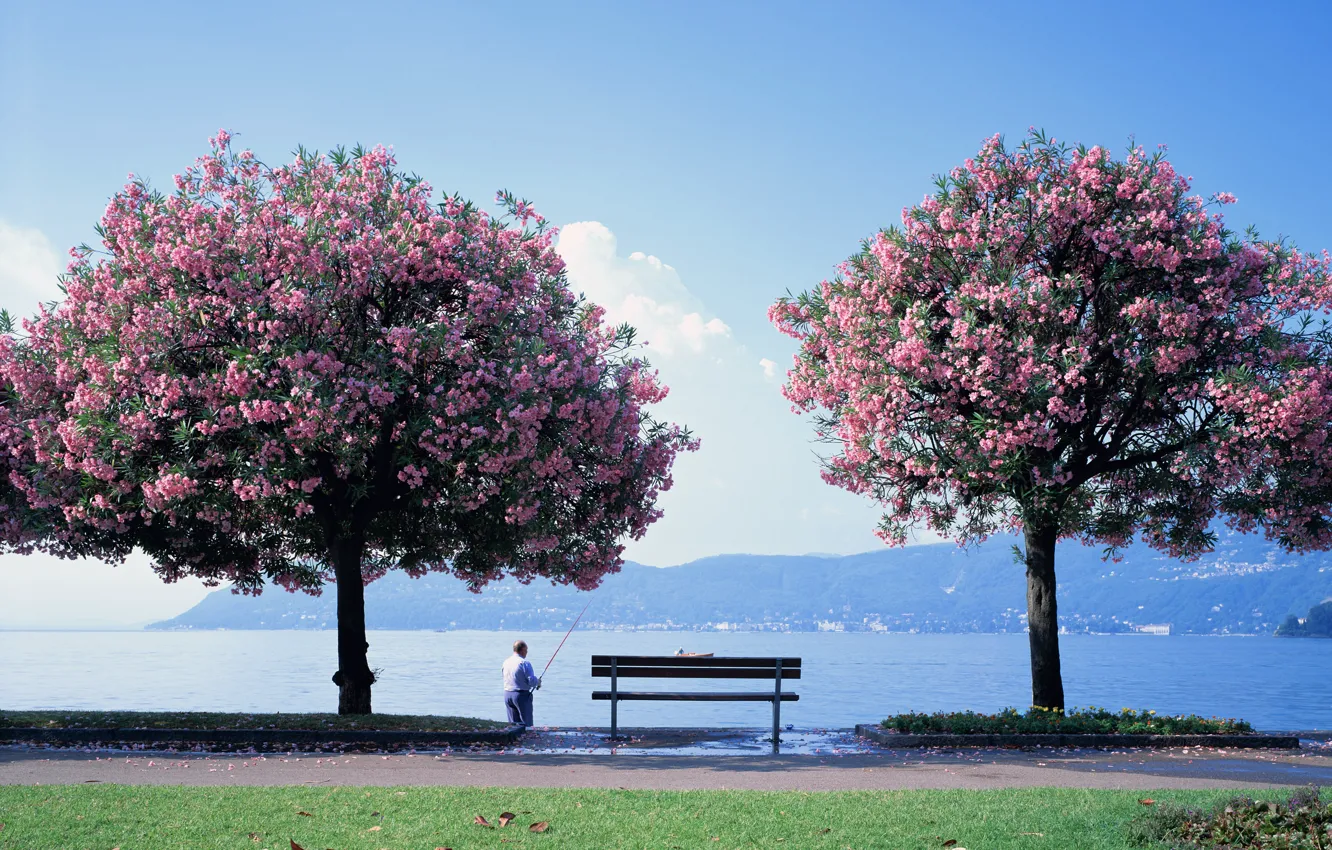 Photo wallpaper trees, flowers, bench, lake, fisherman, Sakura