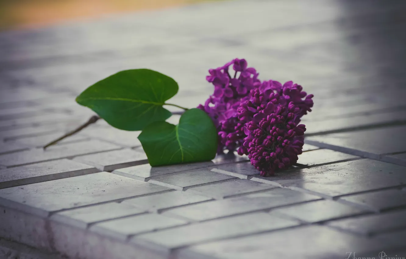Photo wallpaper flowers, house, spring, lilac