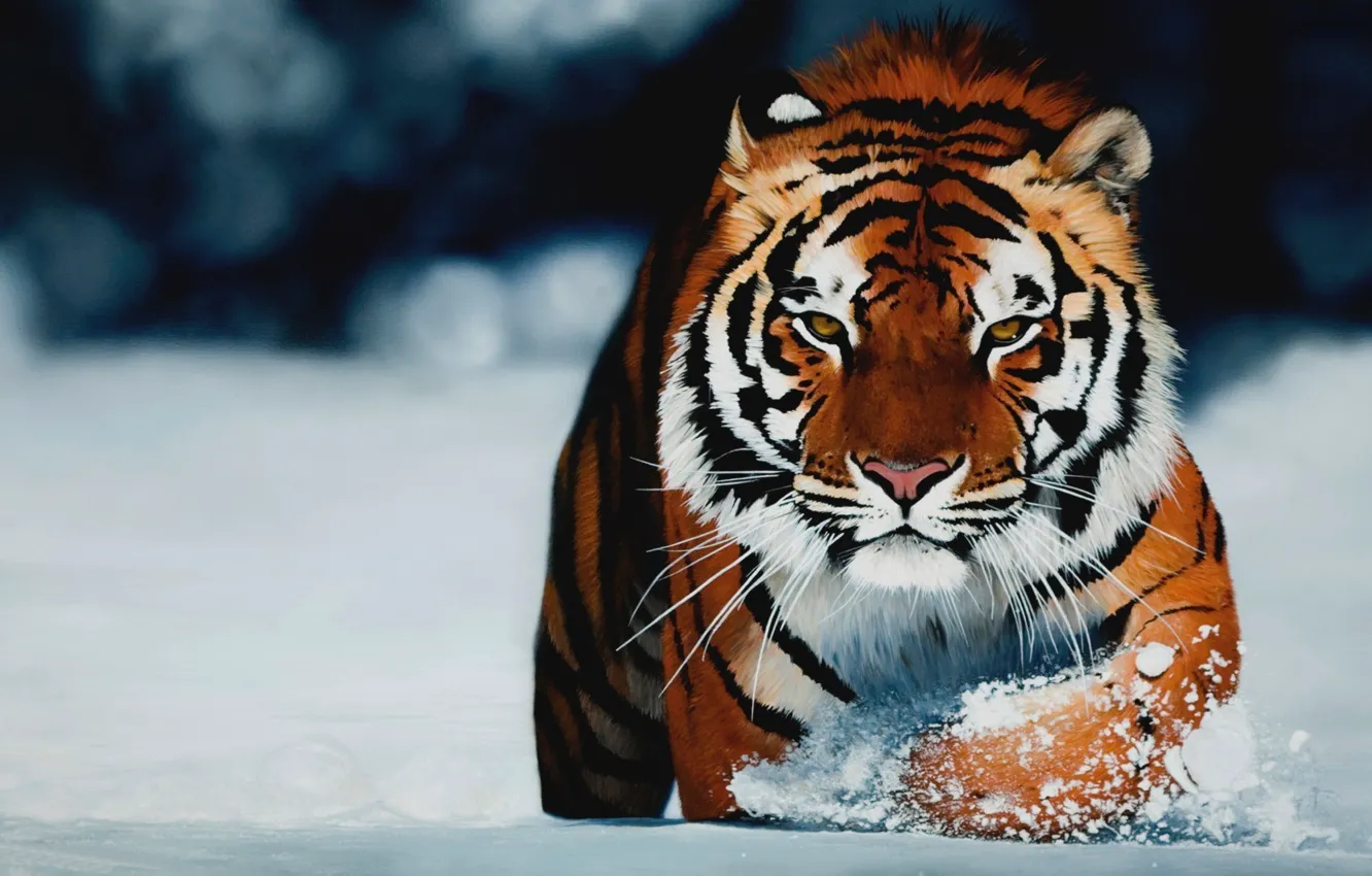 Photo wallpaper winter, look, tiger