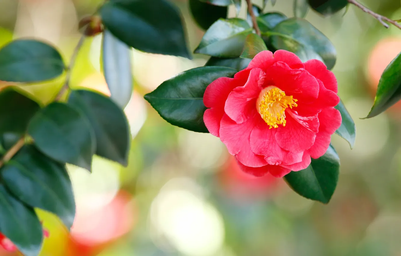 Photo wallpaper flower, leaves, background, Bud, red, scarlet, bokeh, Camellia