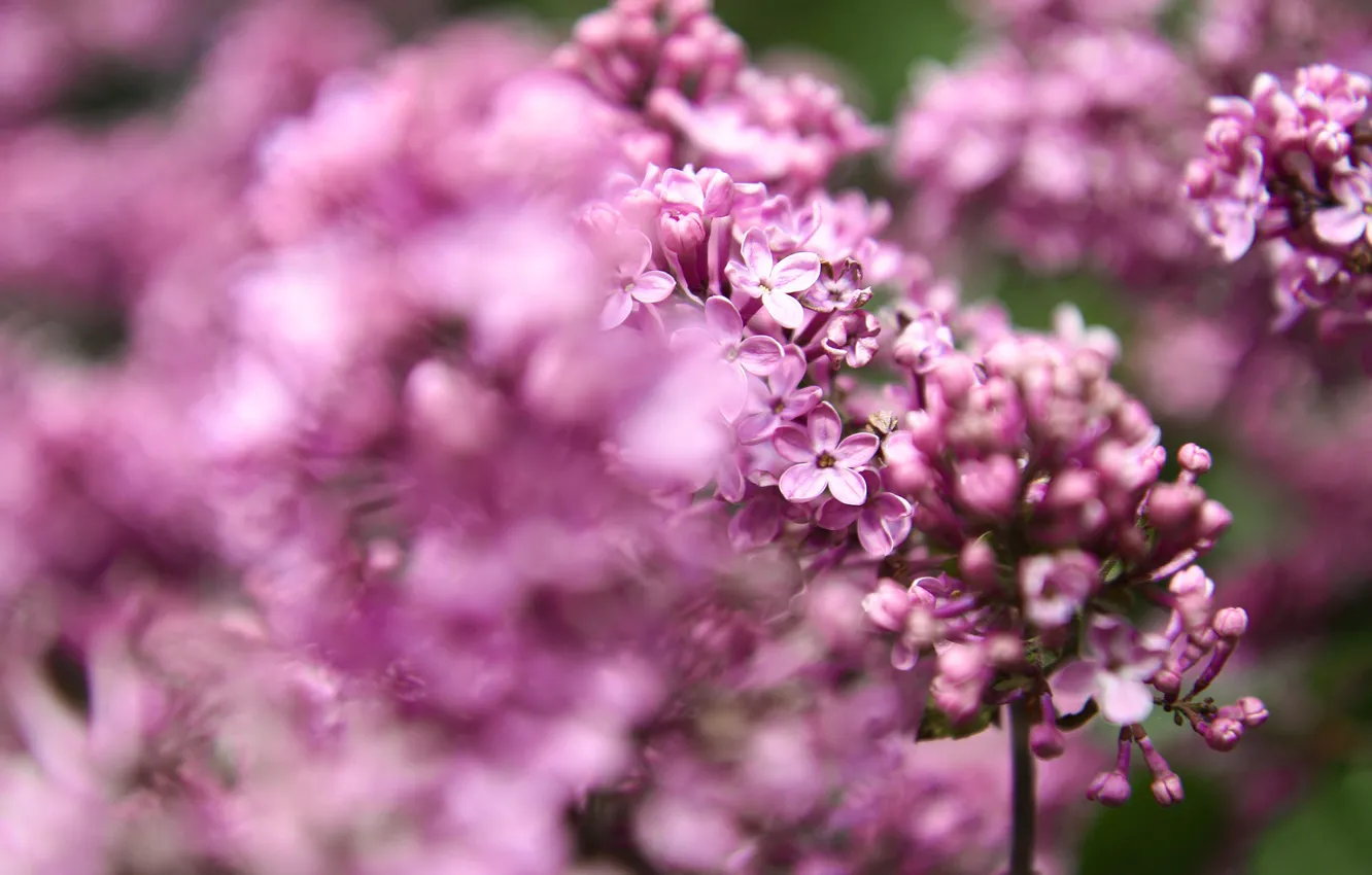 Photo wallpaper flowers, branches, blur, spring, flowering, lilac, bokeh, inflorescence