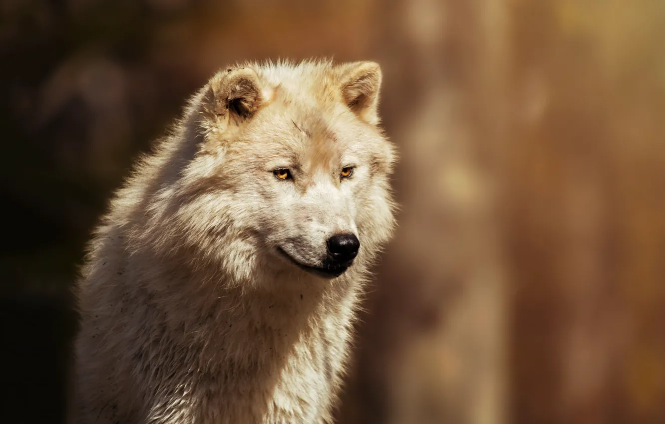 Photo wallpaper background, wool, Arctic wolf