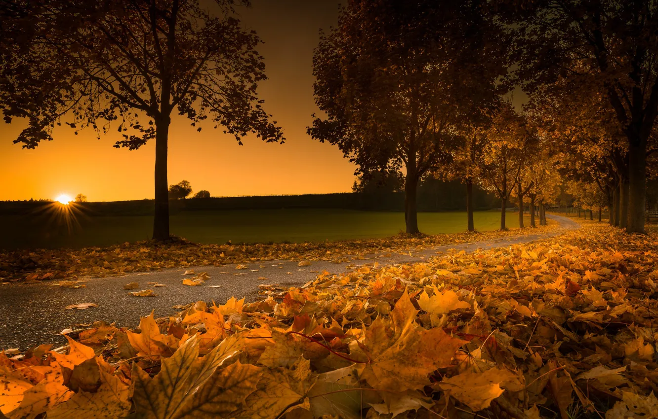 Photo wallpaper road, autumn, leaves, trees, sunset, foliage, Austria