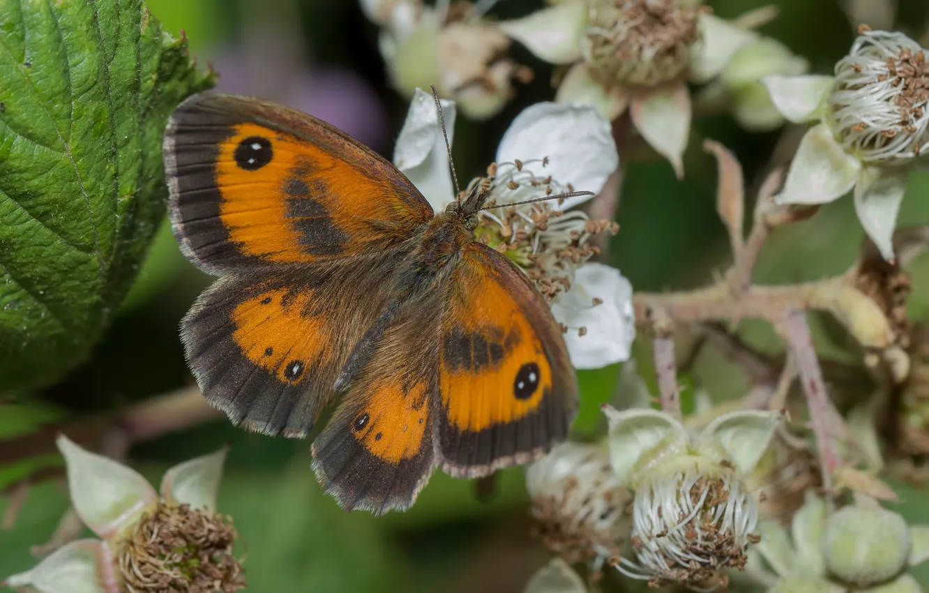 Photo wallpaper background, butterfly, brown