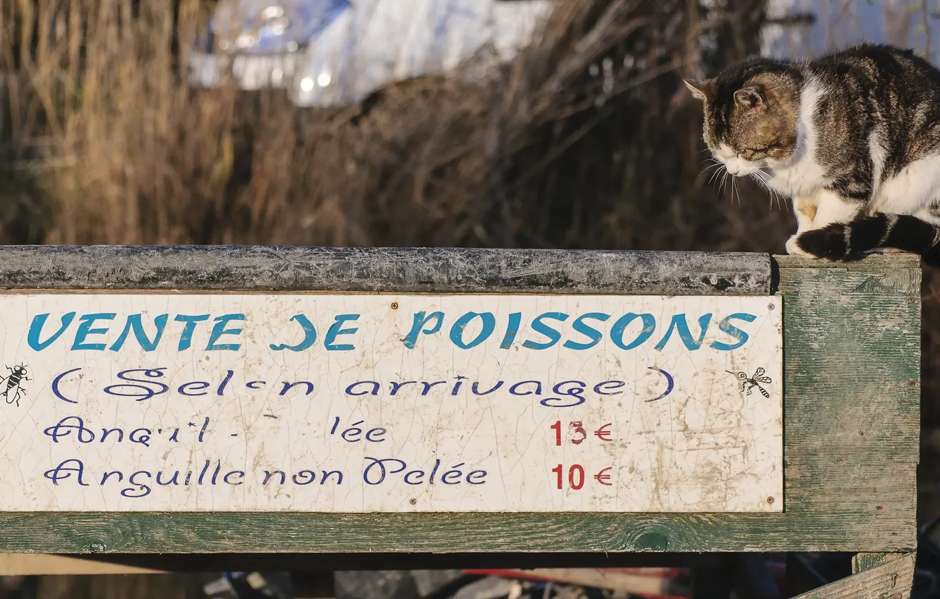 Photo wallpaper cat, menu, hungry