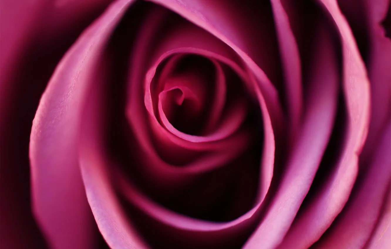 Photo wallpaper macro, roses, petals, pink