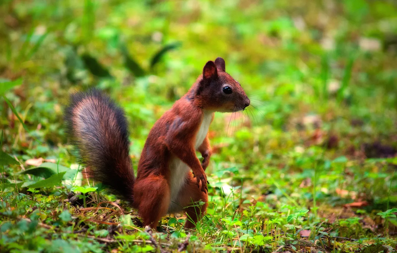 Photo wallpaper nature, animal, protein