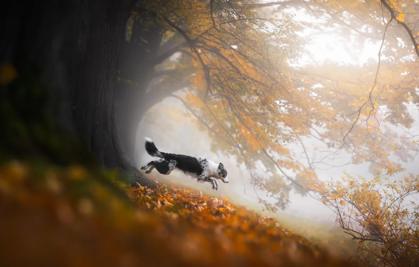 Photo wallpaper autumn, trees, branches, dog, running, walk, The border collie