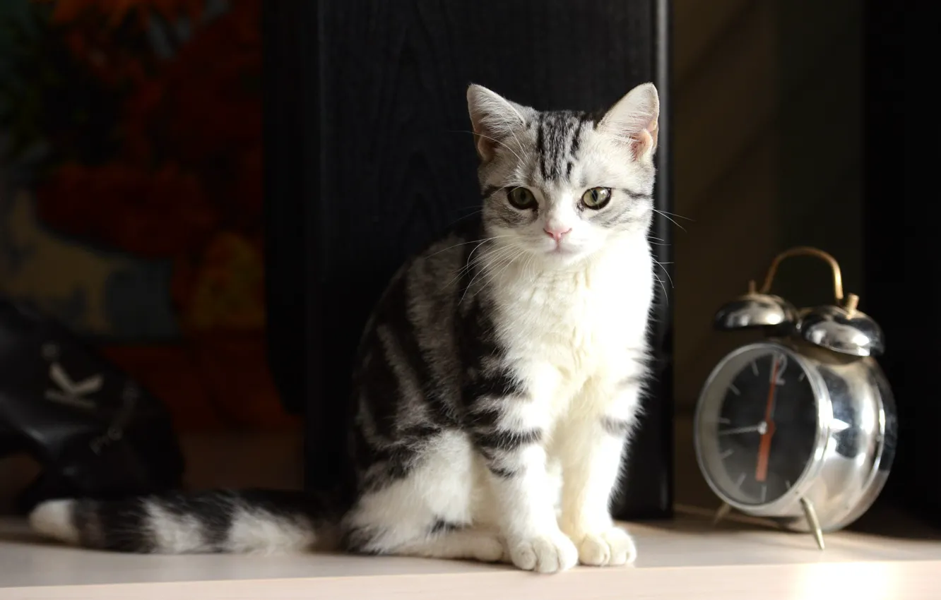 Photo wallpaper photography, kitten, Cat, bokeh, animal, clock, paws, fur